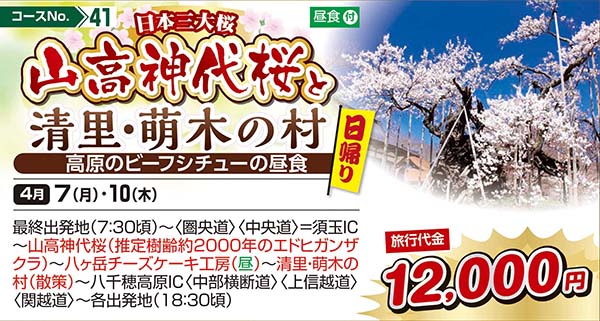 日本三大桜山高神代桜と清里・萌木の村 高原のビーフシチューの昼食（日帰り）