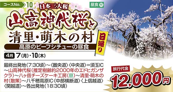 日本三大桜 山高神代桜と清里・萌木の村 高原のビーフシチューの昼食（日帰り）